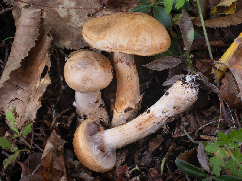 Cortinarius pseudovulpinus